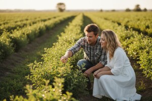 Od znatiželje do tri tisuće grmova aronije