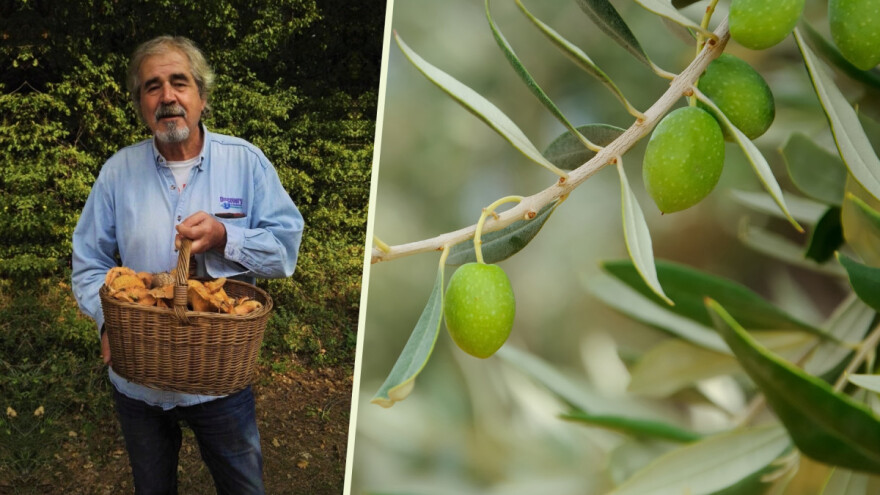 Legendarni urednik okrenuo se poljoprivredi - koje je sorte odabrao Đelo Hadžiselimović?