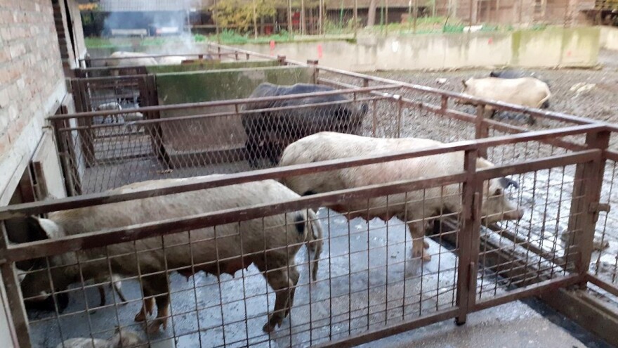 Kuterovac: Zbog predatorskih cijena gubitak svinjogojaca je dva milijuna eura