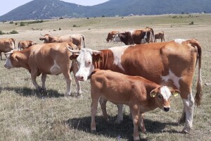 Zakon o pesticidima i Strategija na Odboru za poljoprivredu: Je li rast proizvodnje ostvariv?