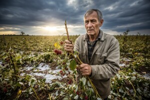 Odbrana od grada - gorući problem poljoprivrede