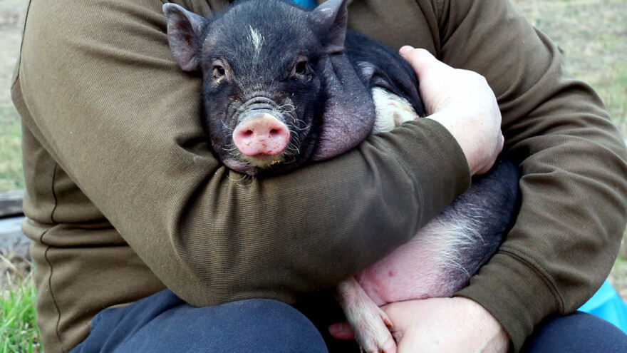 Vojvodina: Konkurs za odgajivače