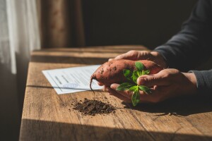 Odgovor Ministarstva zdravlja o uvrštavanju stevije i batata na listu zabranjenih dodataka hrani