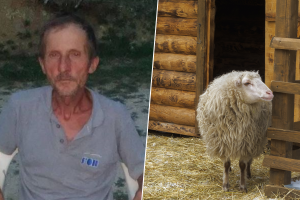 Ovce se vratile, od čobana Dursuma Bešića ni traga ni glasa već šest dana