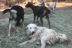 Hrabri Odin sačuvao koze od požara i usvojio lanad
