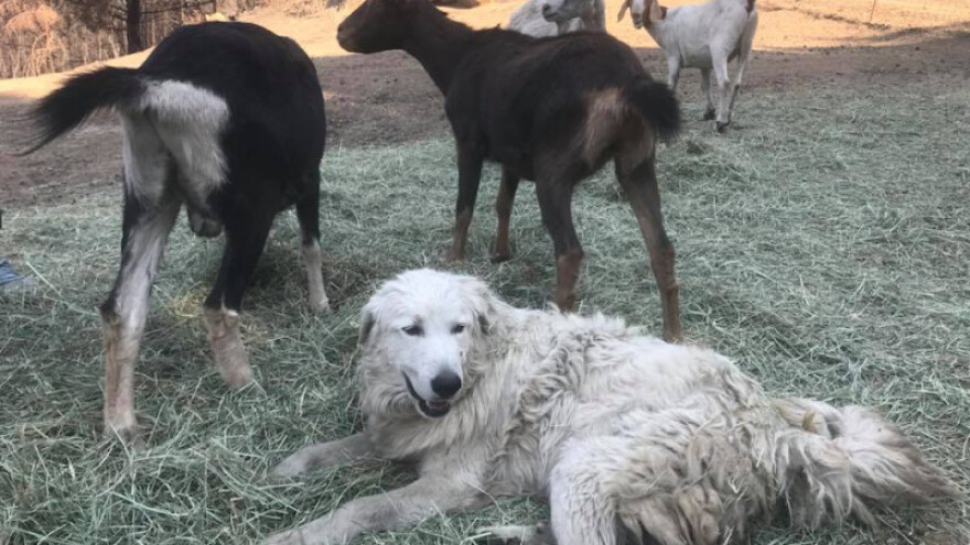 Hrabri Odin sačuvao koze od požara i usvojio lanad
