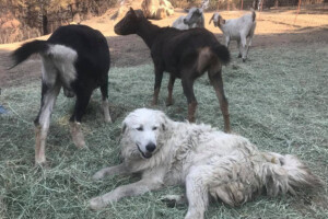 Hrabri Odin sačuvao koze od požara i usvojio lanad
