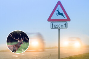 Odlične vijesti za sve vozače! Novi Zakon o lovstvu donosi jedinstvenu policu osiguranja