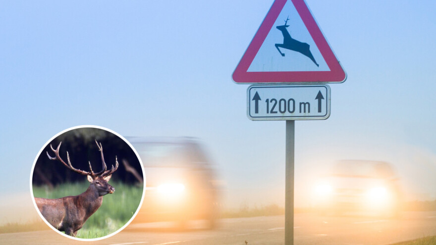 Odlične vijesti za sve vozače! Novi Zakon o lovstvu donosi jedinstvenu policu osiguranja