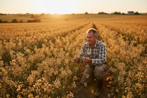 Odlični rezultati novih KWS hibrida uljane repice