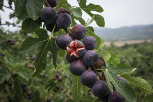 Odložena berba turske smokve