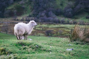 Povećavaju poticaje za animalnu proizvodnju za više od 3 miliona KM?