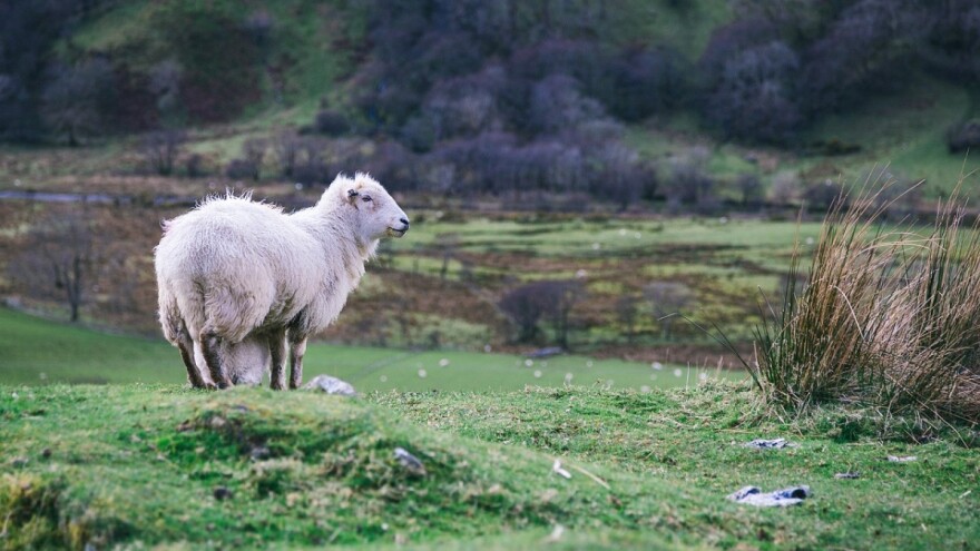 Povećavaju poticaje za animalnu proizvodnju za više od 3 miliona KM?