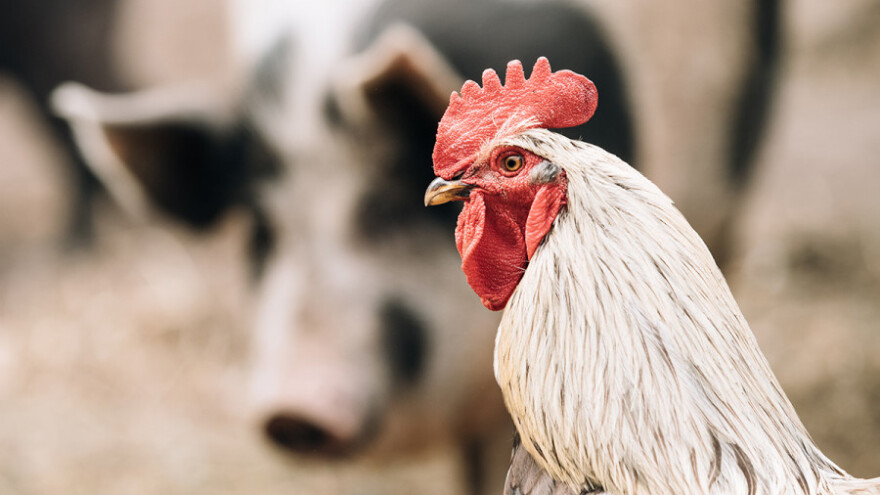 Izdavanje odluka o potpori za svinjogojstvo i peradarstvo!