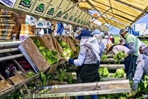 U Njemačku nikad više, ni na odmor! Sezonci razočarani i u strahu od represije