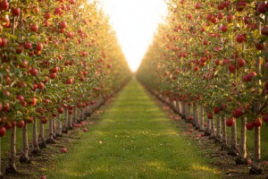 Odnos sustava uzgoja i prinosa jabuka