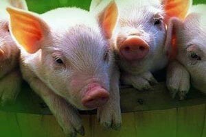 Uvozimo rekordnih 600.000 komada odojaka