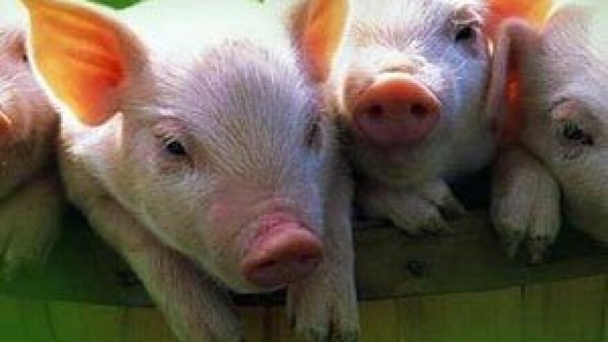 Uvozimo rekordnih 600.000 komada odojaka