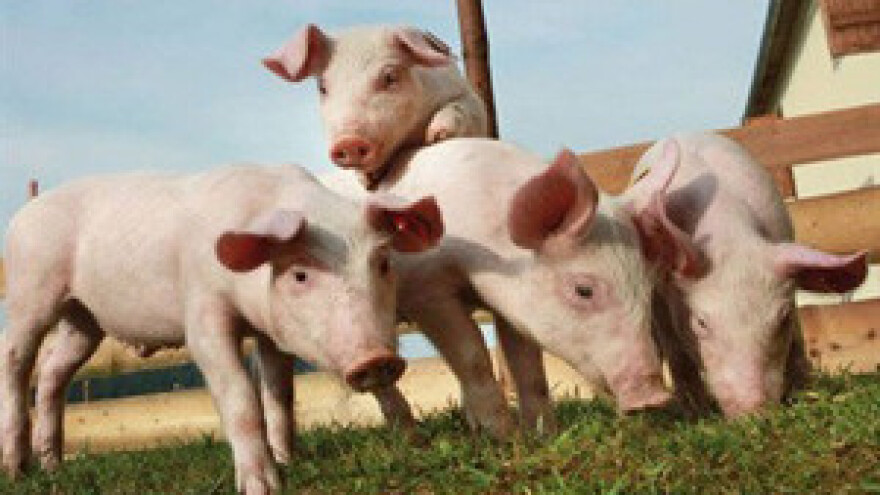 Stočni sajam u Babinoj Gredi čeka registraciju