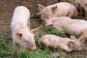 Odojci iz seljačkog uzgoja još uvijek jeftiniji od farmskih