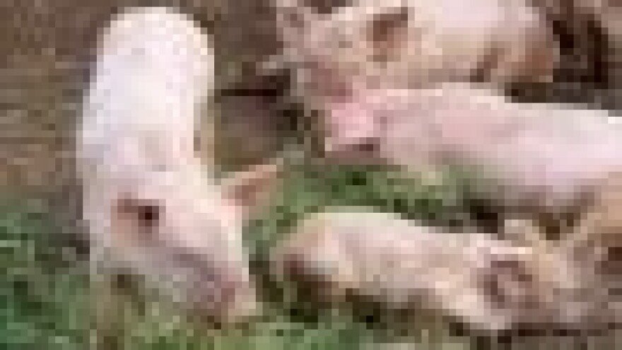 Odojci iz seljačkog uzgoja još uvijek jeftiniji od farmskih