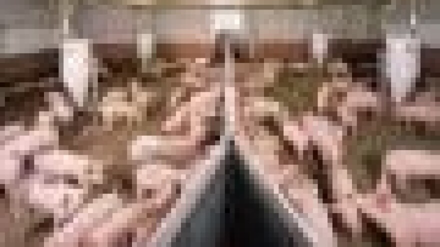 Pad visokih cijena odojaka