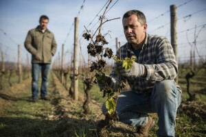 Odrađene predprocjene šteta od proljetnog mraza