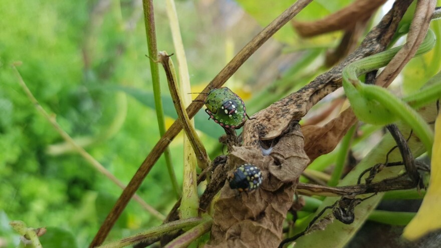 Pripremite se za napad zelene smrdljive stenice - kako je suzbiti?