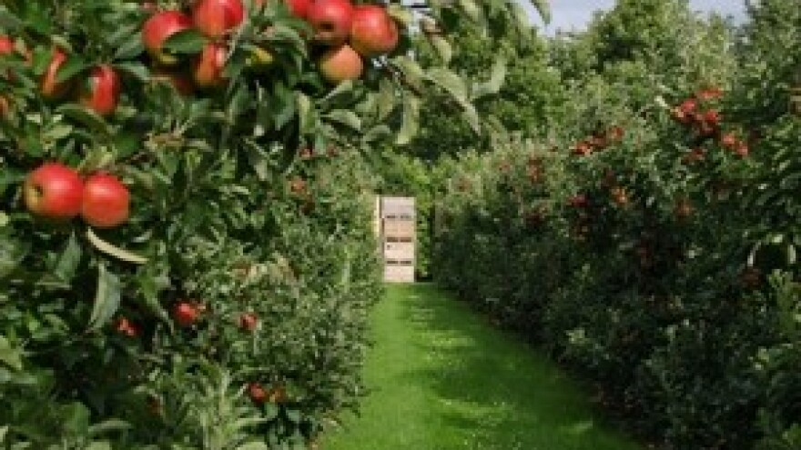 Kontrola dozrijevanja plodova - određivanje termina berbe jabuke