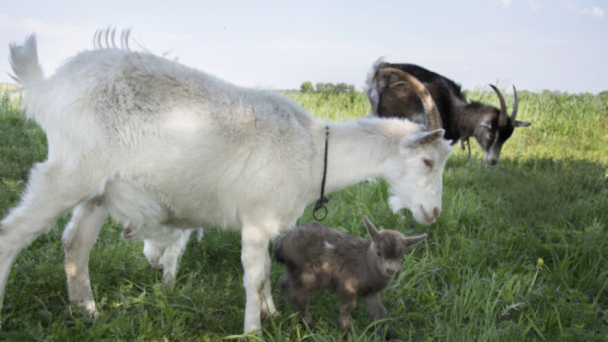 Kako odrediti starost ovaca i koza?