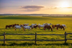 Održan Stručni savjet o konjogojstvu
