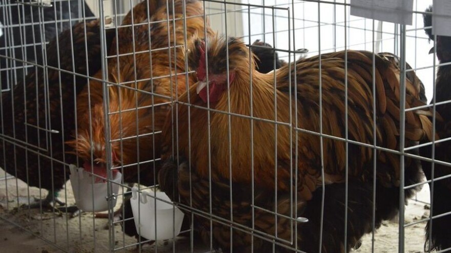 Održana 6. državna izložba izvornih pasmina peradi