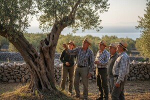 Održana radionica o ekološkom maslinarstvu