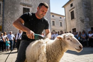Održano 7. Državno natjecanje u striži ovaca u Drnišu