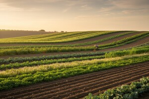 Održivi pravci u poljoprivredi