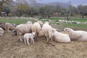 Za razvoj stočarstva na krškim pašnjacima i parkovima prirode 7 milijuna eura