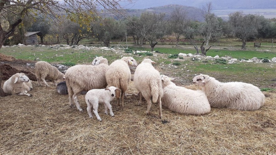 Za razvoj stočarstva na krškim pašnjacima i parkovima prirode 7 milijuna eura