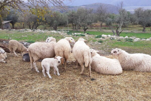 Udruga Hrvatski krški pašnjaci: Najavljena pomoć zbog suše ide samo podobnima