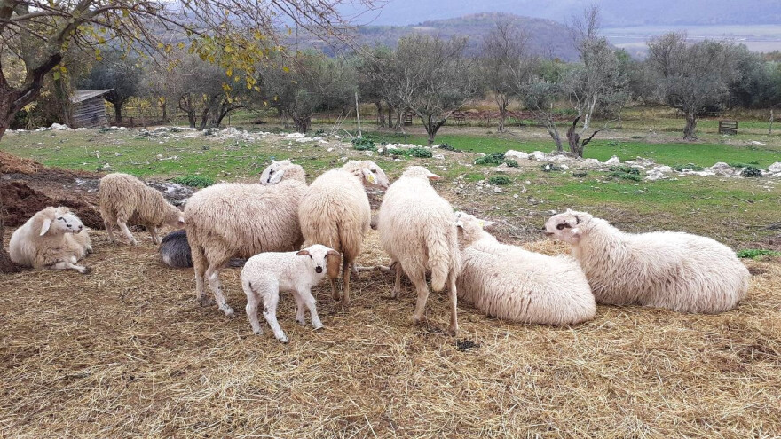 Udruga Hrvatski krški pašnjaci: Najavljena pomoć zbog suše ide samo podobnima