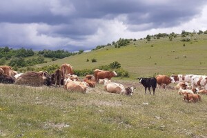 Smanjenje poticaja na krškim pašnjacima naljutilo velike stočare - najavili kraj uzgoja?