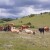 Smanjenje poticaja na krškim pašnjacima naljutilo velike stočare - najavili kraj uzgoja?