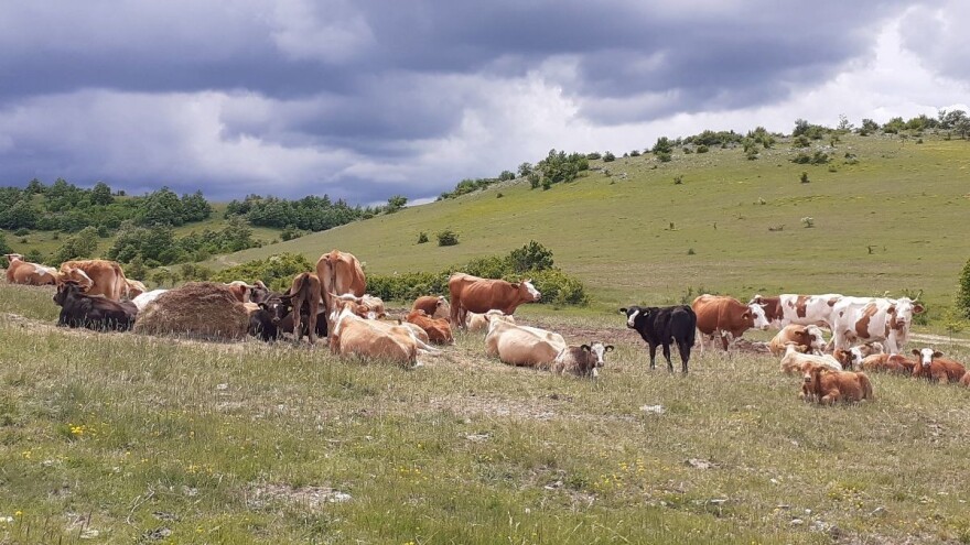 Smanjenje poticaja na krškim pašnjacima naljutilo velike stočare - najavili kraj uzgoja?
