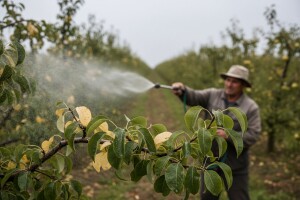 Odstranjivanje lišća ureom u voćnjacima