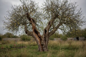 Odumire prvo drvo bremli jabuke!