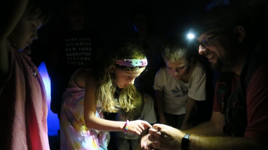 Nisu svi štetni: Kukci su važan dio hranidbenog lanca i cijelog ekosustava