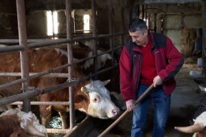 Odustao od proizvodnje mlijeka i okrenuo se tovu bikova i svinjogojstvu