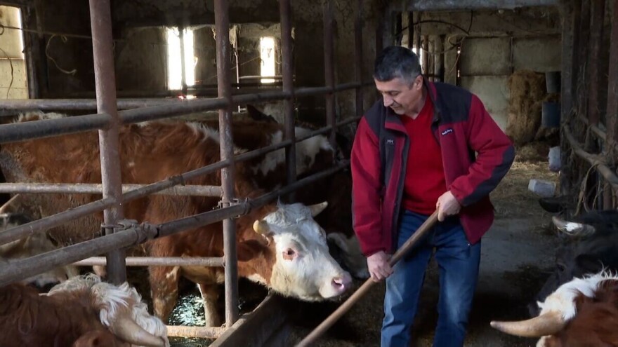 Odustao od proizvodnje mlijeka i okrenuo se tovu bikova i svinjogojstvu