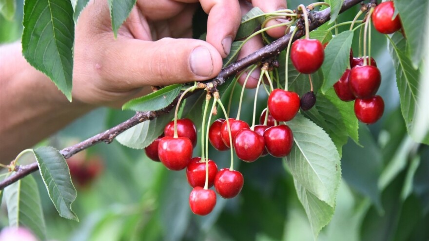 Šatorovićka trešnja malo sitnija, ali zato nema problema sa bolestima