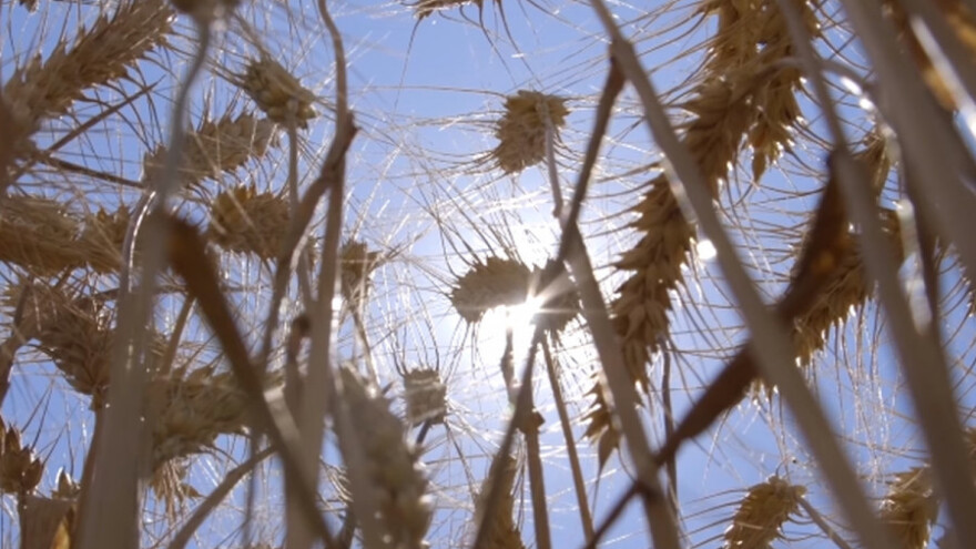 Ogledna polja za odabir najboljih sorti