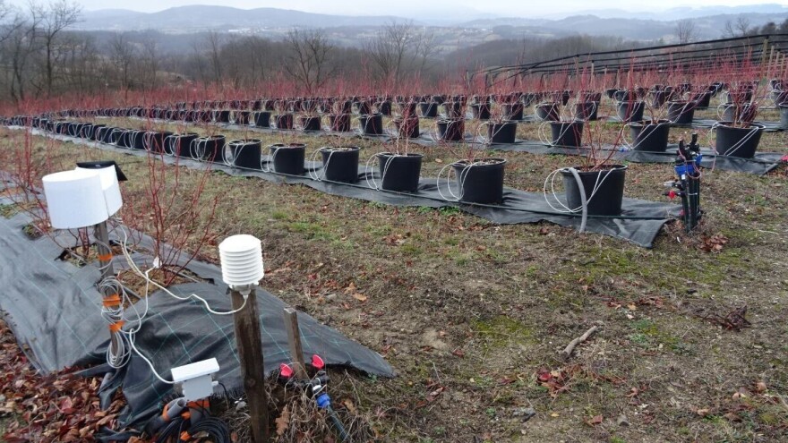 Nova funkcija meteo stanica: Prognoziranje štetočina i bolesti